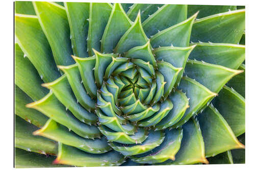 Gallery print Green spiral