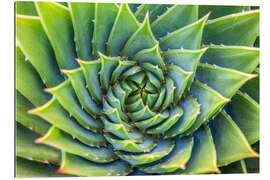 Gallery print Green spiral