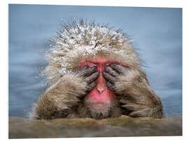 PVC-tavla Japanese snow monkey in Jigokudani Monkey Park while bathing