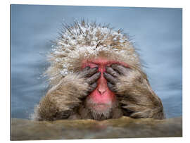 Galleriataulu Japanese snow monkey in Jigokudani Monkey Park while bathing