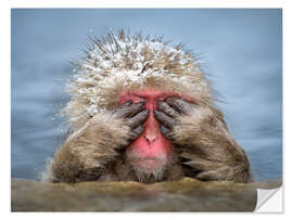 Selvklebende plakat Japanese snow monkey in Jigokudani Monkey Park while bathing