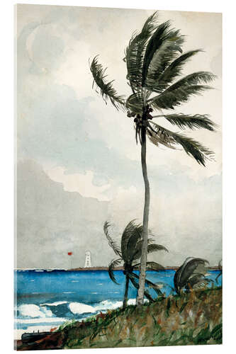 Acrylic print Palm Tree, Nassau