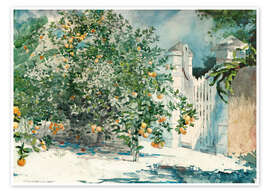 Wall print  Orange Trees and Gate - Winslow Homer