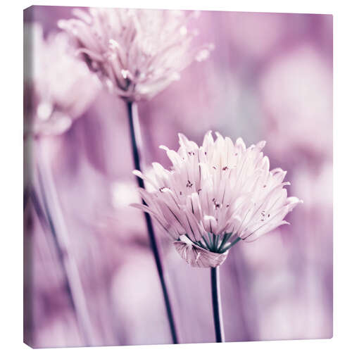 Canvas print Lauch Pink