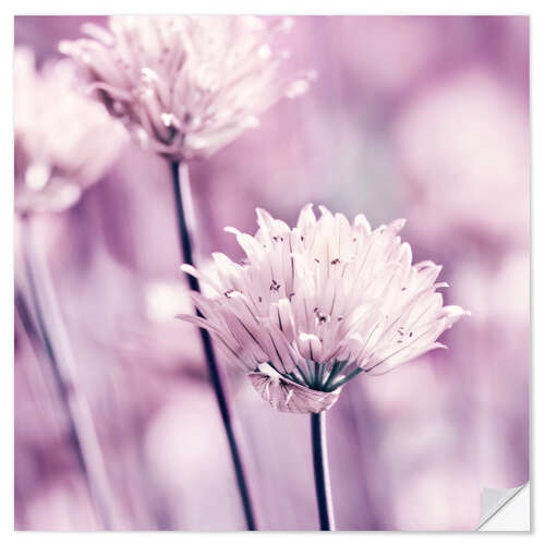 Sticker mural Allium rose 