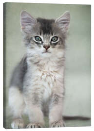 Canvas print Somali kitten III