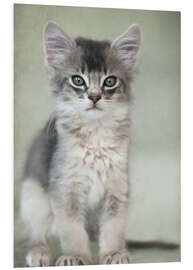 Foam board print Somali kitten III