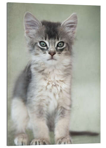 Gallery Print Somali Kitten III