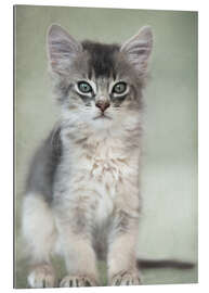 Gallery print Somali kitten III