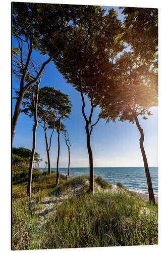 Aluminium print Tall Trees at the Baltic Sea