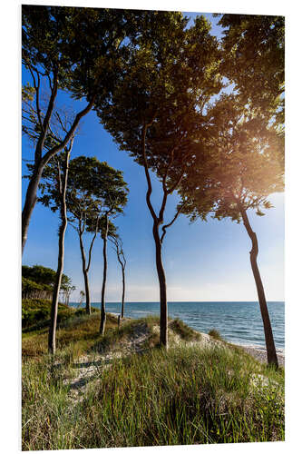 PVC print Tall Trees at the Baltic Sea