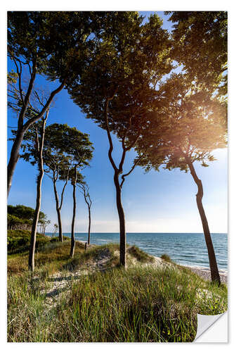 Naklejka na ścianę Tall Trees at the Baltic Sea