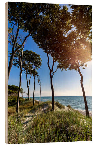 Tableau en bois Arbres sur la plage de l'ouest - Vue sur la mer Baltique