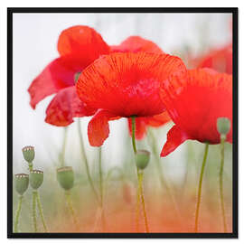 Gerahmter Kunstdruck Mohn im Nebel