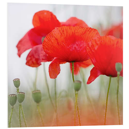 Tableau en PVC Coquelicots dans la brume