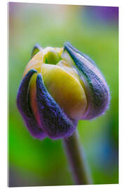 Acrylic print Ranunculus yellow and green