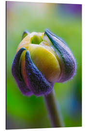 Tableau en aluminium Ranunculus yellow and green