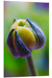 Foam board print Ranunculus yellow and green