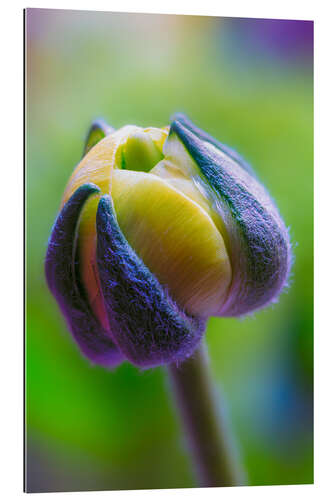 Gallery print Ranunculus yellow and green