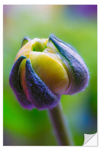 Självhäftande poster Ranunculus yellow and green