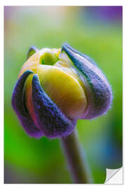 Vinilo para la pared Ranunculus yellow and green