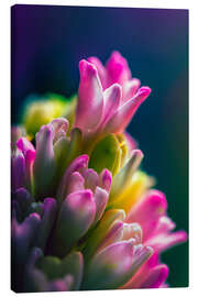 Canvastavla Hyacinth against blue background