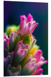 Foam board print Hyacinth against blue background