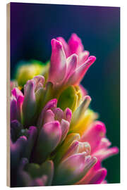 Wood print Hyacinth against blue background