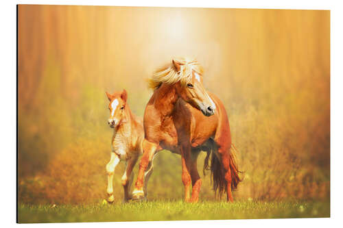 Cuadro de aluminio Icelandic horses in summer