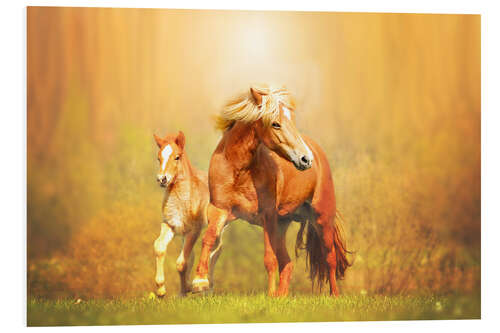 Foam board print Icelandic horses in summer