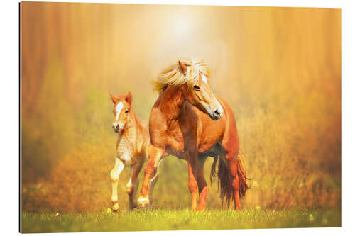 Quadro em plexi-alumínio Icelandic horses in summer