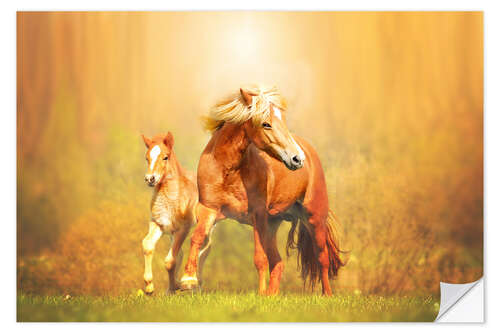 Sisustustarra Icelandic horses in summer