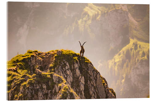 Akryylilasitaulu Capricorn in the Alps