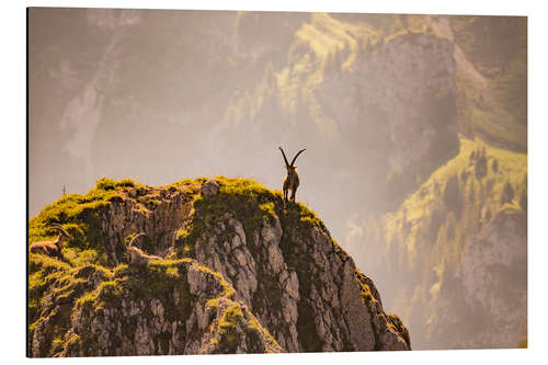 Tableau en aluminium Bouquetin en montagne