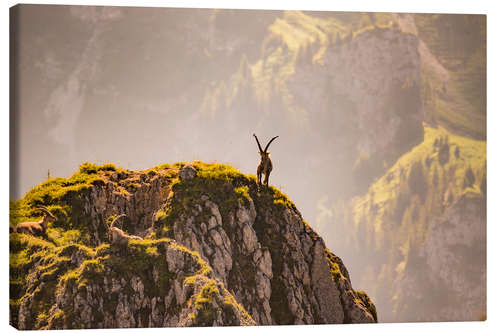 Tableau sur toile Bouquetin en montagne