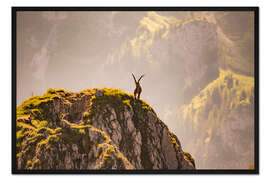 Gerahmter Kunstdruck Steinbock auf Berg