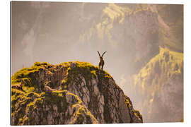 Tableau en plexi-alu Bouquetin en montagne