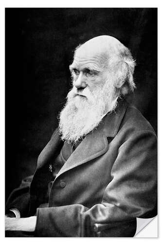 Naklejka na ścianę Charles Darwin