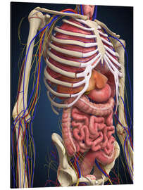 Quadro em alumínio Human midsection with internal organs.