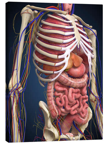 Lerretsbilde Human midsection with internal organs.