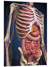 Foam board print Human midsection with internal organs.