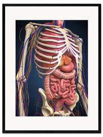 Stampa artistica con cornice Human midsection with internal organs.