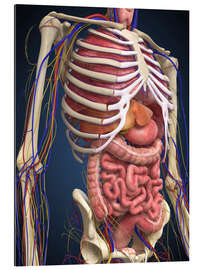 Galleriprint Human midsection with internal organs.