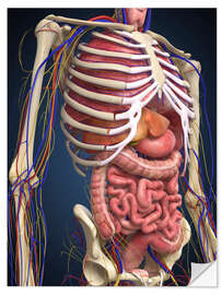 Naklejka na ścianę Human midsection with internal organs.