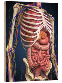 Cuadro de madera Human midsection with internal organs.