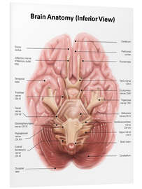 Foam board print Anatomy of human brain, inferior view