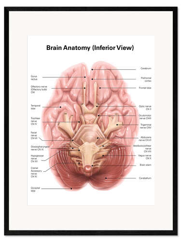 Framed art print Anatomy of human brain, inferior view