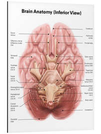 Magnettafel Menschliches Gehirn von unten betrachtet (Englisch)