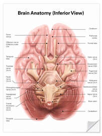 Wall sticker Anatomy of human brain, inferior view