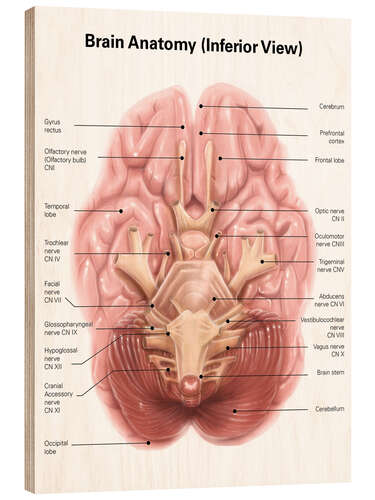 Stampa su legno Cervello umano visto dal basso
